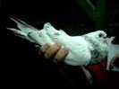 Safi Egyptian Swift