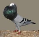 Silesian Pouter