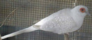 Silver WT