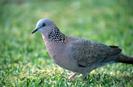 Streptopelia chinensis