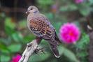 Streptopelia orientalis
