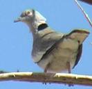 Streptopelia reichenowi