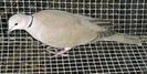 Streptopelia roseogrisea