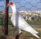 Syrian Bagdad