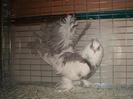 Thai Fantail
