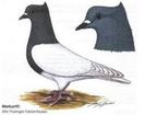 Thuringian Breast Pigeon