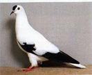 Thuringian Stork