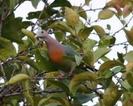 Treron fulvicollis