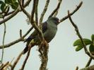 Treron pembaensis
