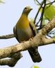 Treron phoenicopterus