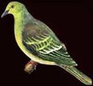 Treron sphenurus