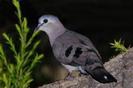 Turtur abyssinicus