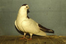 Ural striped maned pigeon