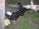 Aug_2011 034