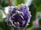 DSCN4407