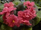 DSCN4330