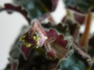 DSCN4268