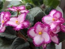 DSCN4283