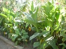 P9300108