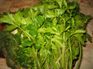 Salata de legume cu sare pentru iarna,nov.2011