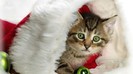 530775-1024x576-cat-christmas-hat