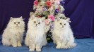 529856-1024x576-kitten-near-christmas-tree