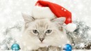 528447-1024x576-kitty