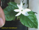 Jasminum Grandiflorum