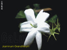 Jasminum Grandiflorum