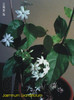Jasminum Grandiflorum