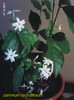 Jasminum Grandiflorum