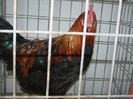 DSC01774