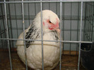 DSC01775