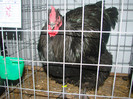 DSC01781