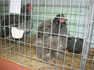 DSC01783