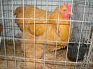 DSC01794