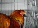 DSC01798