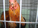 DSC01800