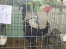 brahma herminat inchis