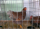 52332047_ZNDIWGD2[1]