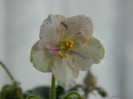 DSCN4414