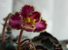 DSCN4430