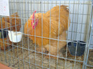 52218663_HMWBBQP2[1]