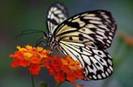 images (8)