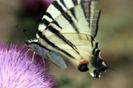 images (17)