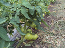 DSC02750