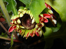 Red Gerbera (2011, November 22)