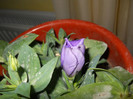 lisianthus