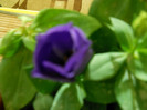lisianthus