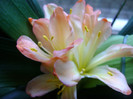 White Lips clivia